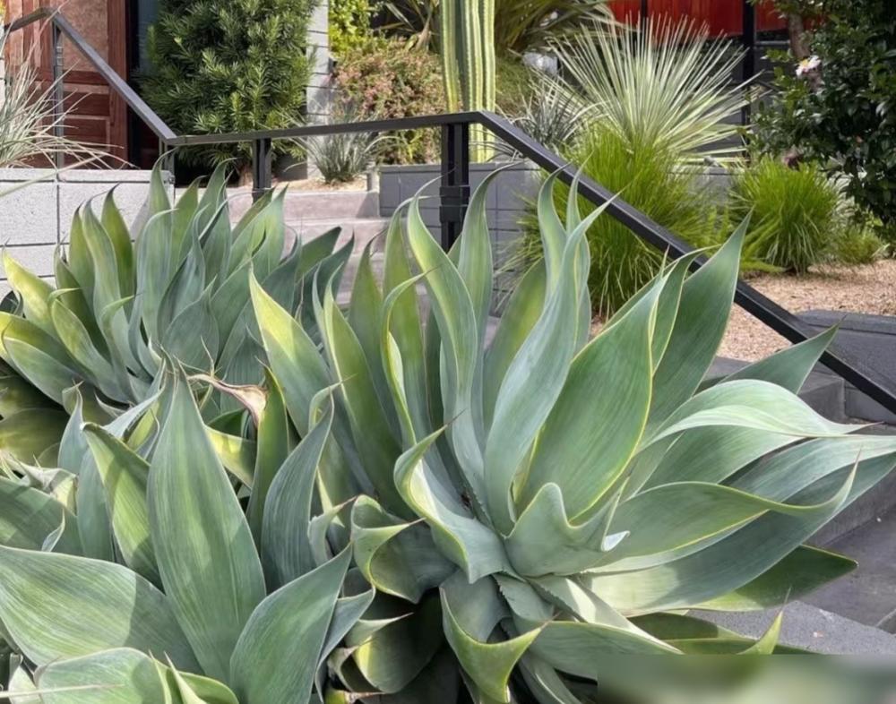 便宜養(yǎng)綠植好養(yǎng)的植物_便宜養(yǎng)綠植好不好_便宜又好養(yǎng)的綠植