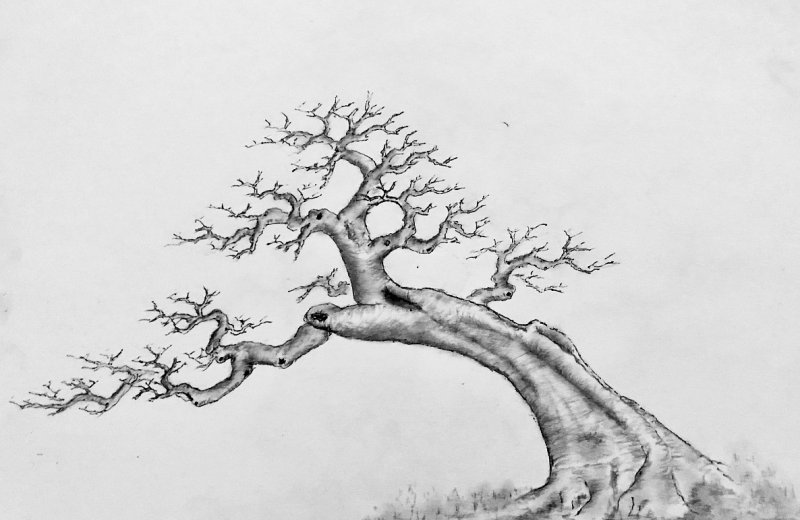 <strong>庭院適合養(yǎng)什么花和樹</strong>