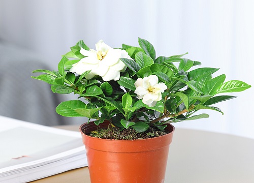 梔子花適不適合室內(nèi)養(yǎng)_梔子花適合室內(nèi)養(yǎng)嗎_室內(nèi)養(yǎng)梔子花適合什么花盆