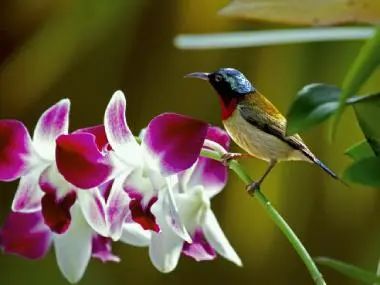 什么蘭花適合在室內(nèi)養(yǎng)_蘭花室內(nèi)養(yǎng)適合什么土壤最好_蘭花室內(nèi)養(yǎng)適合溫度