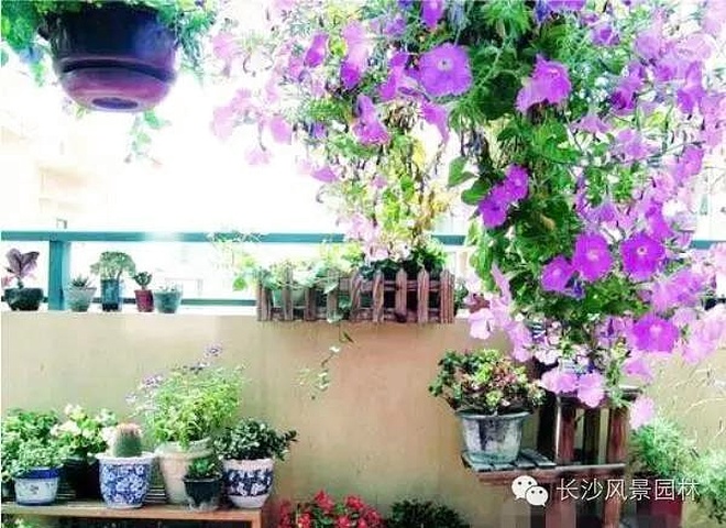 陽臺適合養(yǎng)什么植物