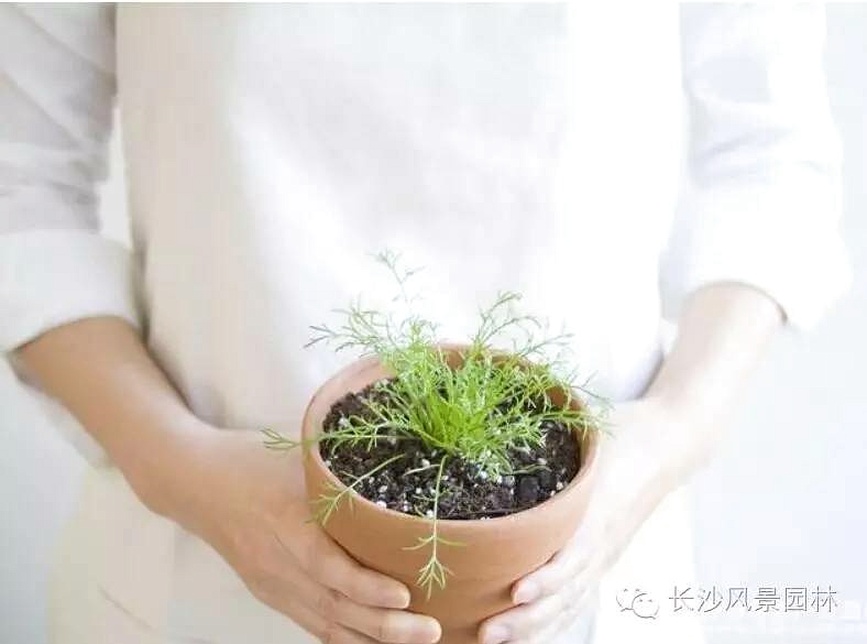 陽(yáng)臺(tái)適合養(yǎng)殖什么花草_陽(yáng)臺(tái)養(yǎng)植物適合什么花_陽(yáng)臺(tái)適合養(yǎng)什么植物