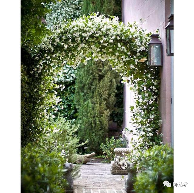 花葉絡(luò)石生長(zhǎng)期_花葉絡(luò)石怎么樣養(yǎng)護(hù)_花葉絡(luò)石花期