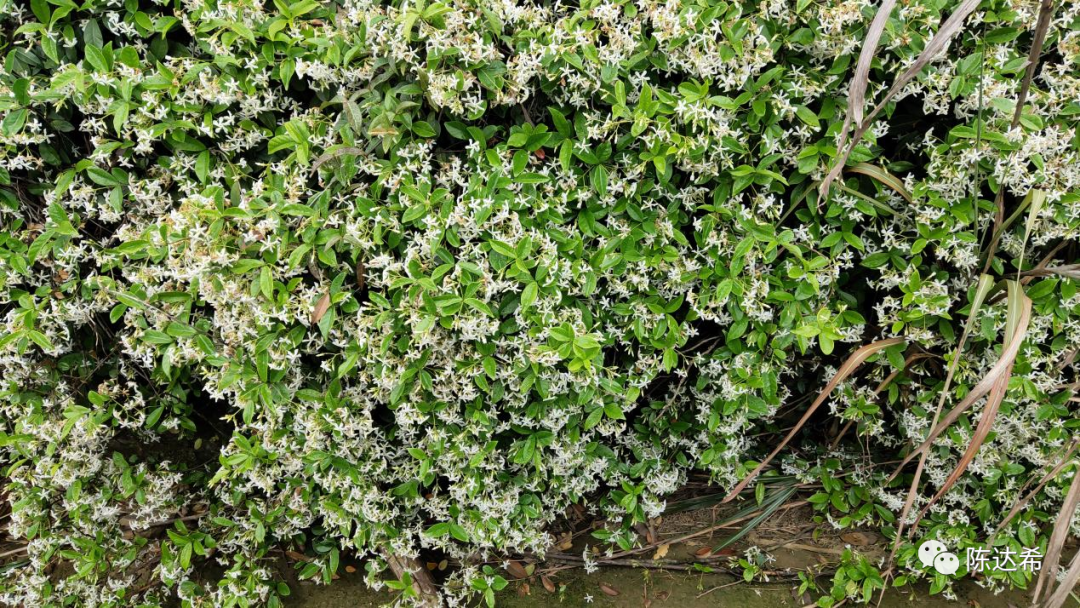 花葉絡(luò)石生長(zhǎng)期_花葉絡(luò)石花期_花葉絡(luò)石怎么樣養(yǎng)護(hù)