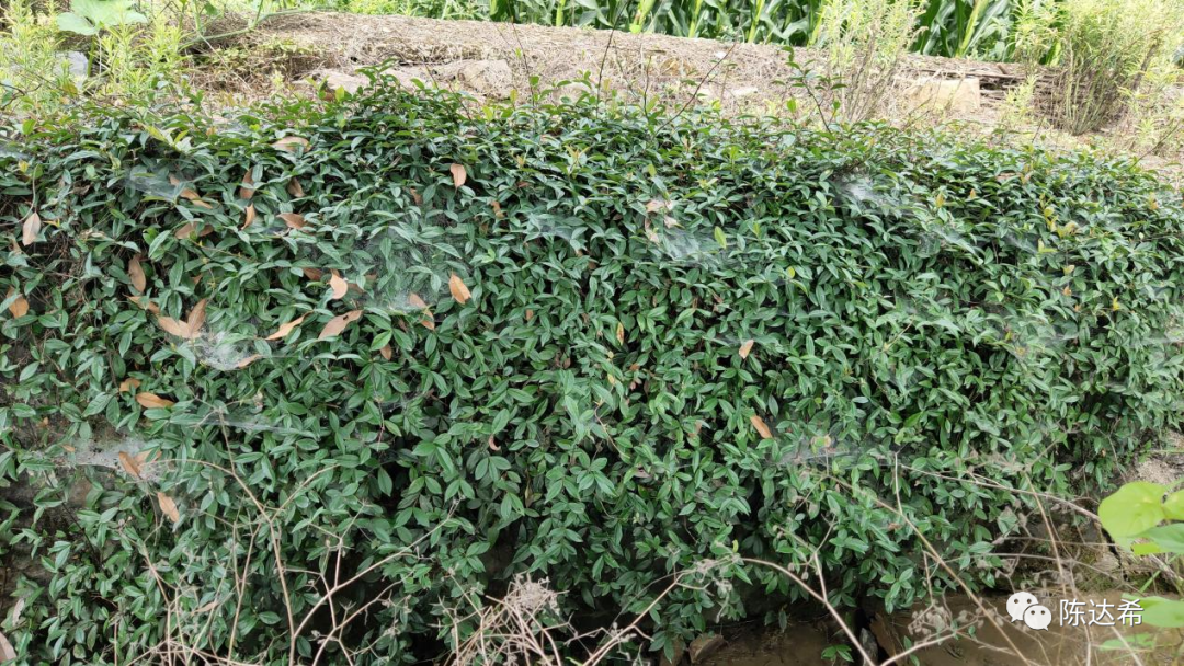 花葉絡(luò)石生長(zhǎng)期_花葉絡(luò)石怎么樣養(yǎng)護(hù)_花葉絡(luò)石花期